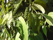  Black Pepper - Unripe Fruit