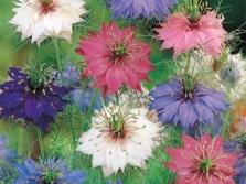  Nigella Virágok