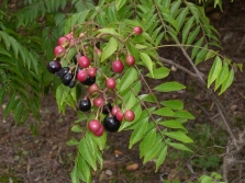  Murrayi Fruits