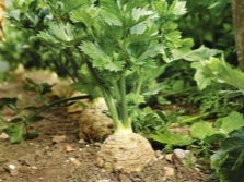 Celer Root