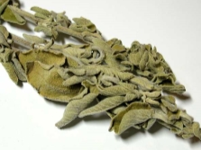  Salvia officinalis sa ginekolohiya