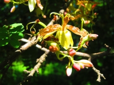  Tamarind zied