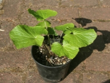  Potted Wasabi
