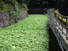  Wasabi plantācija