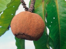  Brazil nut fruit