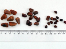  Ang laki ng mga pine nuts