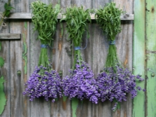  Pagpapatuyong lavender sa bahay