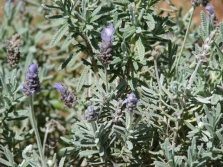  May ngipin lavender