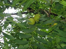  Černé ořechové listy jsou zpeřené