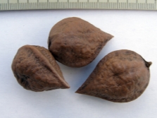  Aylantholon walnut
