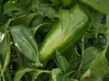  Green Paprika Fruit