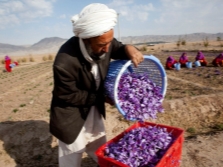  Picking saffron