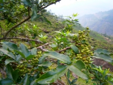  Szechuan pepper tree na may mga batang bunga