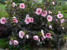  Hibiscus bush