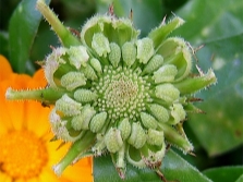  Marigold - calendula seeds