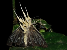  Ang Cordyceps ay parasitizes sa butterflies
