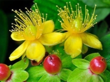  Hypericum berries
