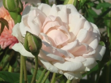  Noisette rózsák