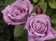  Rose variety Blue Parfum