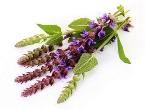  Sage Herbal