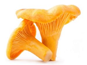  Chanterelle Mushrooms
