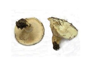  Georgian mushroom