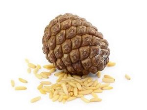  Pine nut