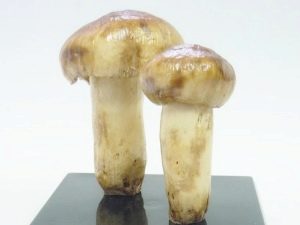  Mushroom valui