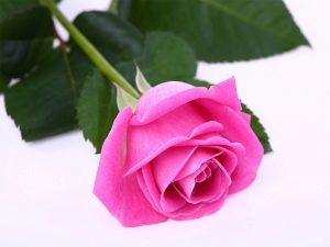  Rose flower