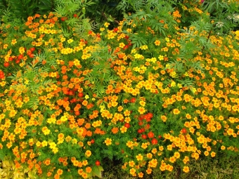  Spicy Tagetes