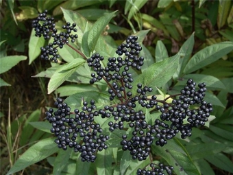  Elderberry prutas