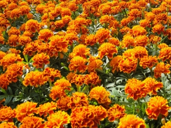  Franču marigolds