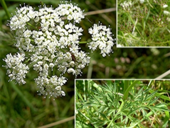  Caraway Stem, Flowers and Seeds