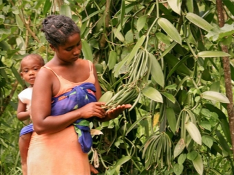  Vanília nő Madagaszkáron