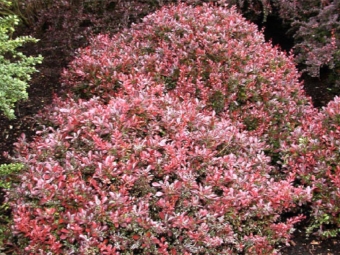  Barberry rendes