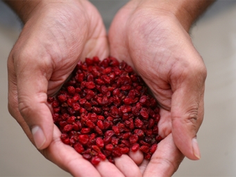  Barberry dry berries