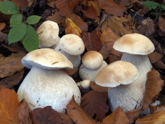  Birch White Mushroom