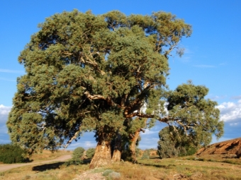  Eucalyptus strom