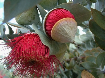  Eucalyptus Red Flowers