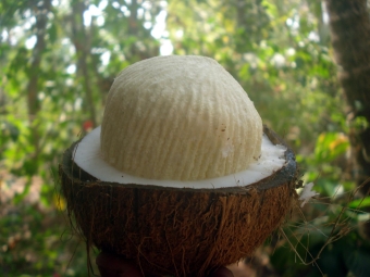  Kokosriekstu atvērts