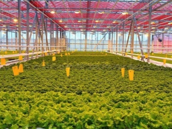 Watercress sa greenhouses