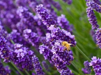  Lavender love bees
