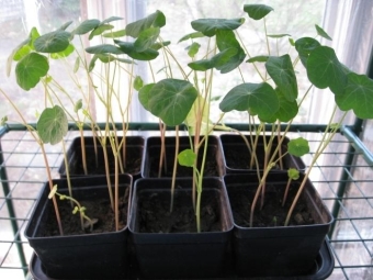 Mga seedlings ng Nasturtium
