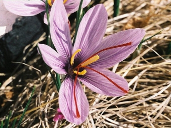  Saffron flower