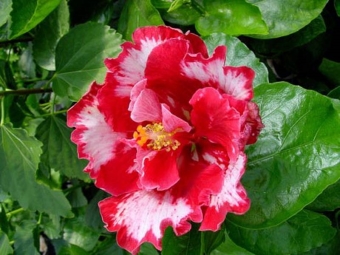  Intsik hibiscus