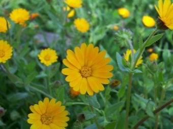  Field marigold