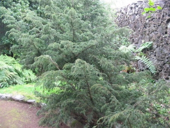  Azores juniper