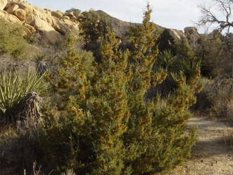  California juniper