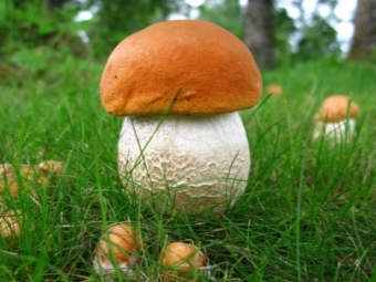  Aspen mushrooms