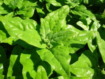 New Zealand Spinach